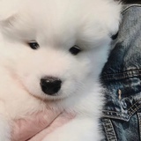 Hedwig