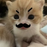 ꒰ᐡ｡⩌˕⩌｡ᐡ꒱