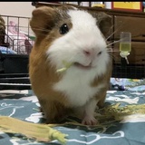 *カエル