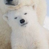 polar