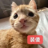 看不懂豆芽菜