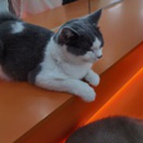 尾巴上的小红痣