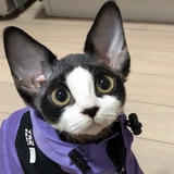 椎名丹希