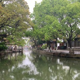 随风摇曳