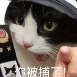猫头猫