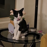 Fajita