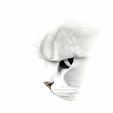 猫能有啥坏心思