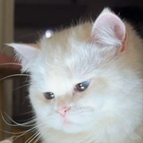 草莓派