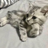 zeus