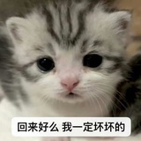易被狗咬体质