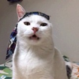 Dala