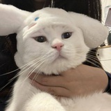 开始做梦