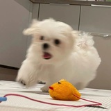 西瓜啵啵