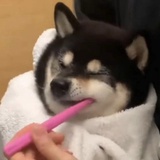 一只傻狗