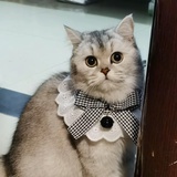 夏夏啊