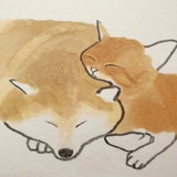 小狗指数补充中