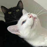 在桃花源养猫