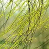 杨柳青青
