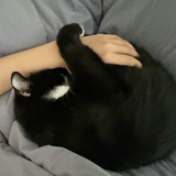 颦儿