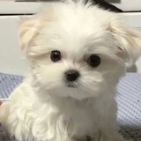 旺旺琛贝