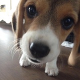 chaeyo.0