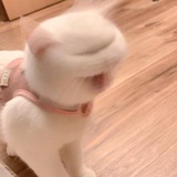 一口一个咩咩子