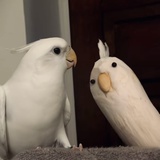 投掷南瓜