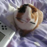 meowmomo