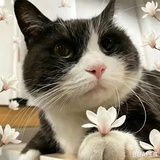 猫咪超可爱