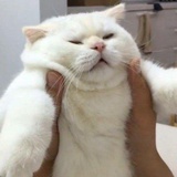 高坚果