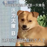 又狗叫？