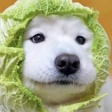 七夕
