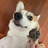 糕糕