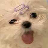 cutiedan