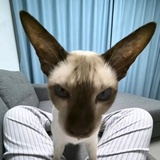 椰酥