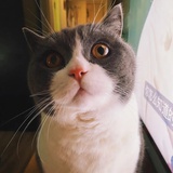 只会木剑温不胜