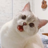 柑橘冰梅片