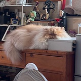 髅笙