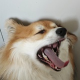 和奥古睡大觉