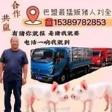 巴盟最猛贩猪人