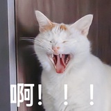 猫不喵喵要嗷嗷
