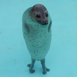 有一天我不再