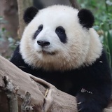 可可爱爱刘昊然