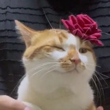 赤井クリコ🎋
