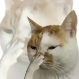 只需要一张嘴