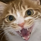 超级小飞猪