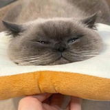 FO