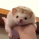 🐭🐭我啊