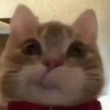 一碗豌豆杂