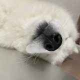 深山里的的野猪